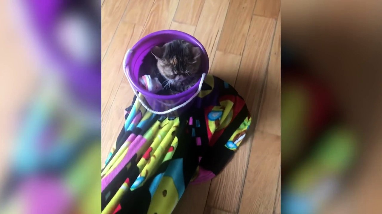 Funniest Pets & Animals of the Week Compilation May 2018 - Hilarious Try Not to Laugh Animals Fail