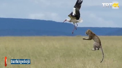 Leylekten Hayatının Çalımını Yiyen Leopar