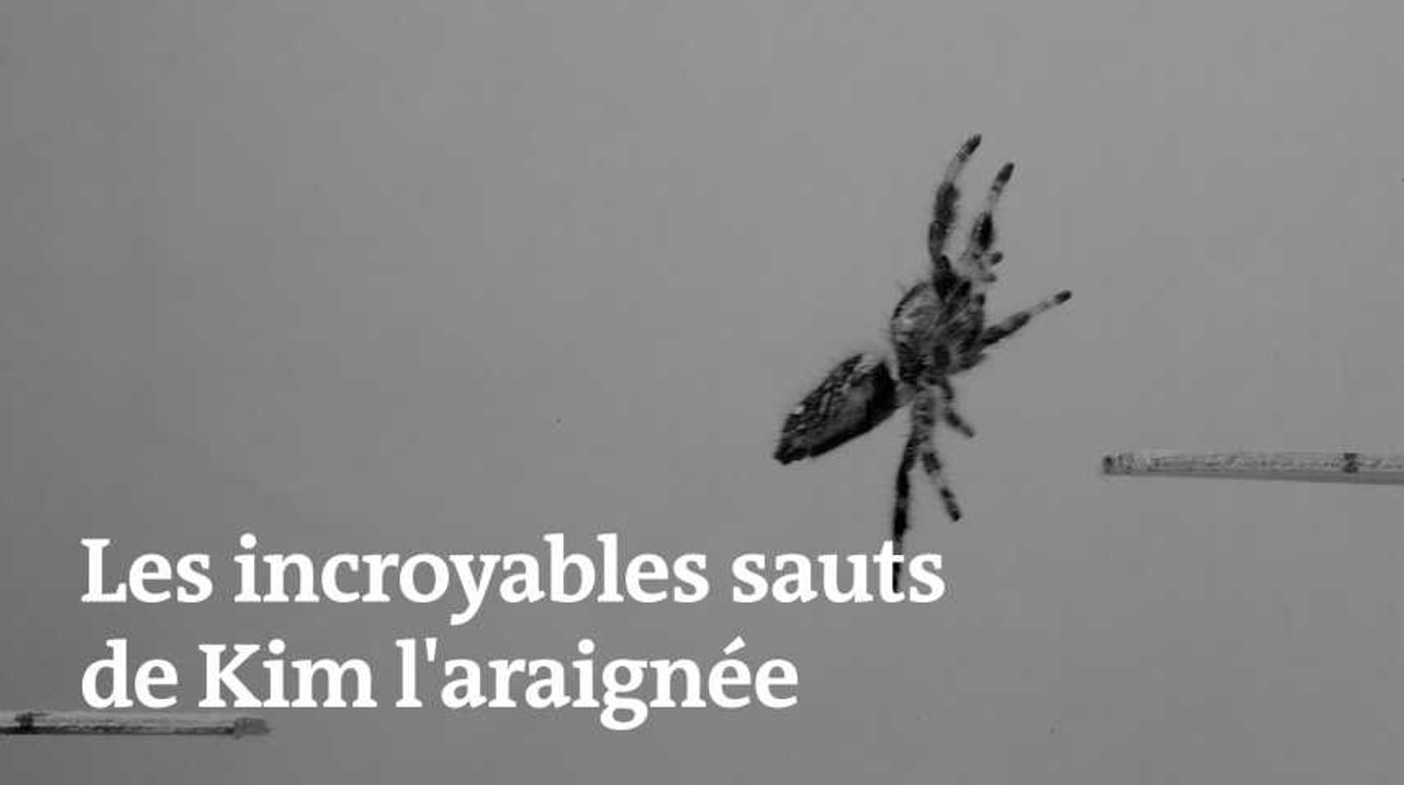 Des chercheurs anglais entraînent une araignée à sauter