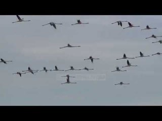 Censusi i zogjve, ekspertët numëruan gjithë shpendët ujorë - Top Channel Albania - News - Lajme