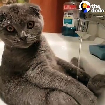 Just a cat taking a shower in the sink