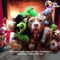 When this pit bull was rescued, she'd been used for breeding for so many years and had never even been outside. Today on Pittie Nation, watch Lexy find her inne