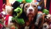 When this pit bull was rescued, she'd been used for breeding for so many years and had never even been outside. Today on Pittie Nation, watch Lexy find her inne