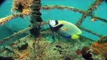 Maldives: diving paradise (part 4)