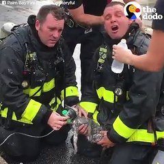 These firefighters refuse to give up on even the tiniest life 