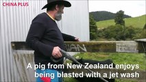 What a funny clip of a pig from New Zealand enjoying being blasted with a jet wash!