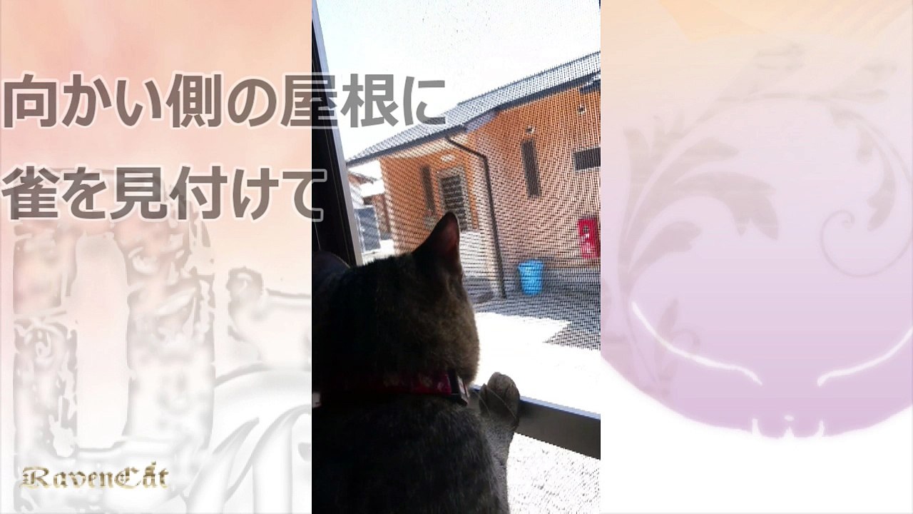 【やんちゃ姫りう】スズメさんが！
