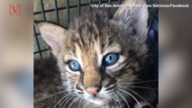 Three Injured After Family Mistakes Bobcats for Domestic Kittens