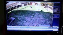 Surveillance for the Dogs And COOKIES |  Lorex Security System