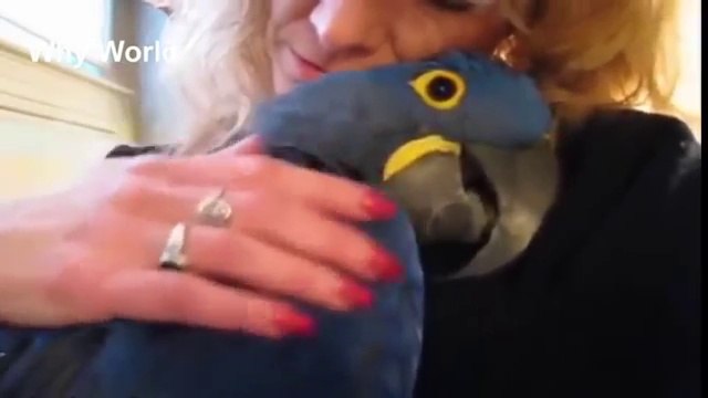 Animals Hugging Humans | Animal Hugs Human Compilation New 2018 HD