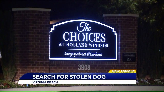 Pregnant Navy Sailor's Apartment Door Kicked In, French Bulldog Taken