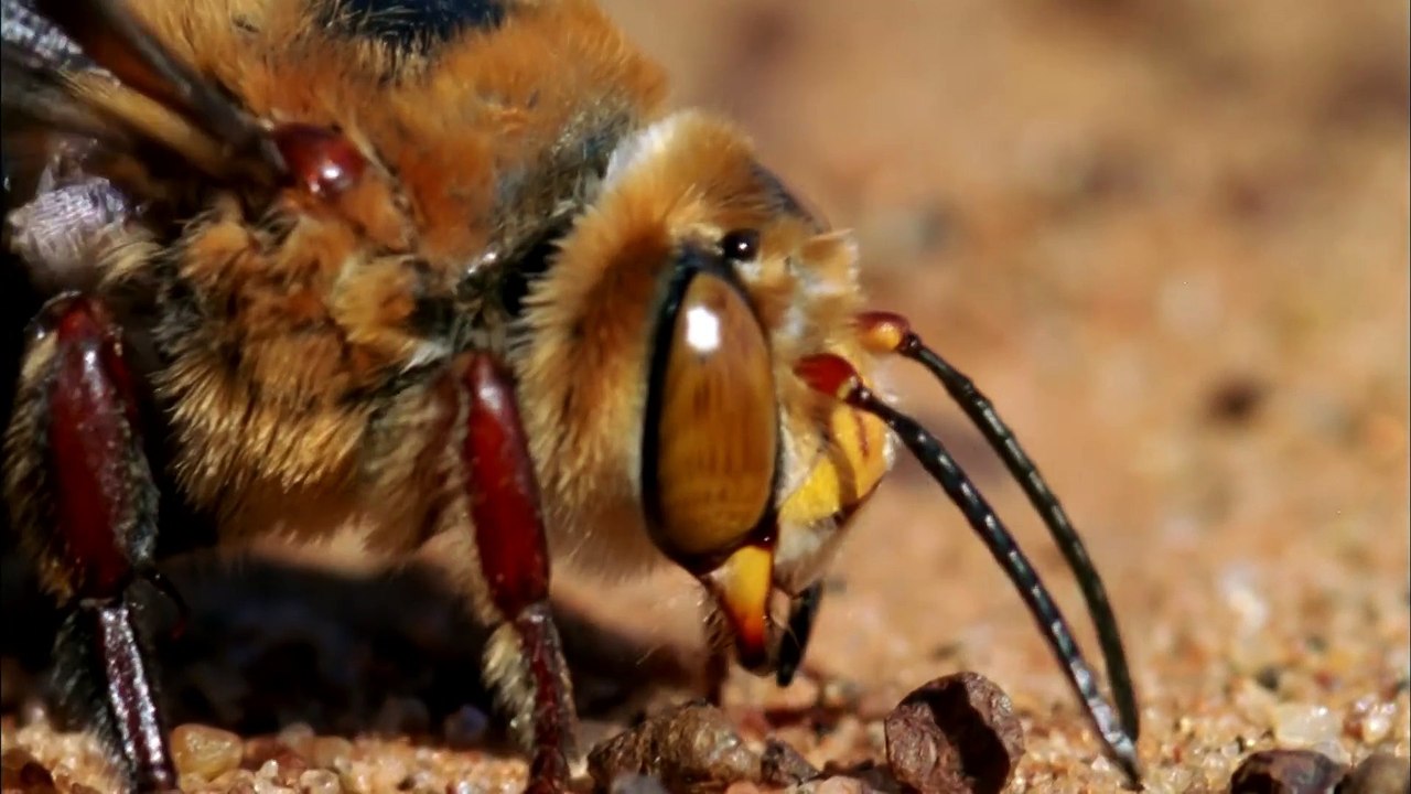 Bee Mating Frenzy Ends in Death (Natural Born Rebels: The Mating Game) - PBS Nature