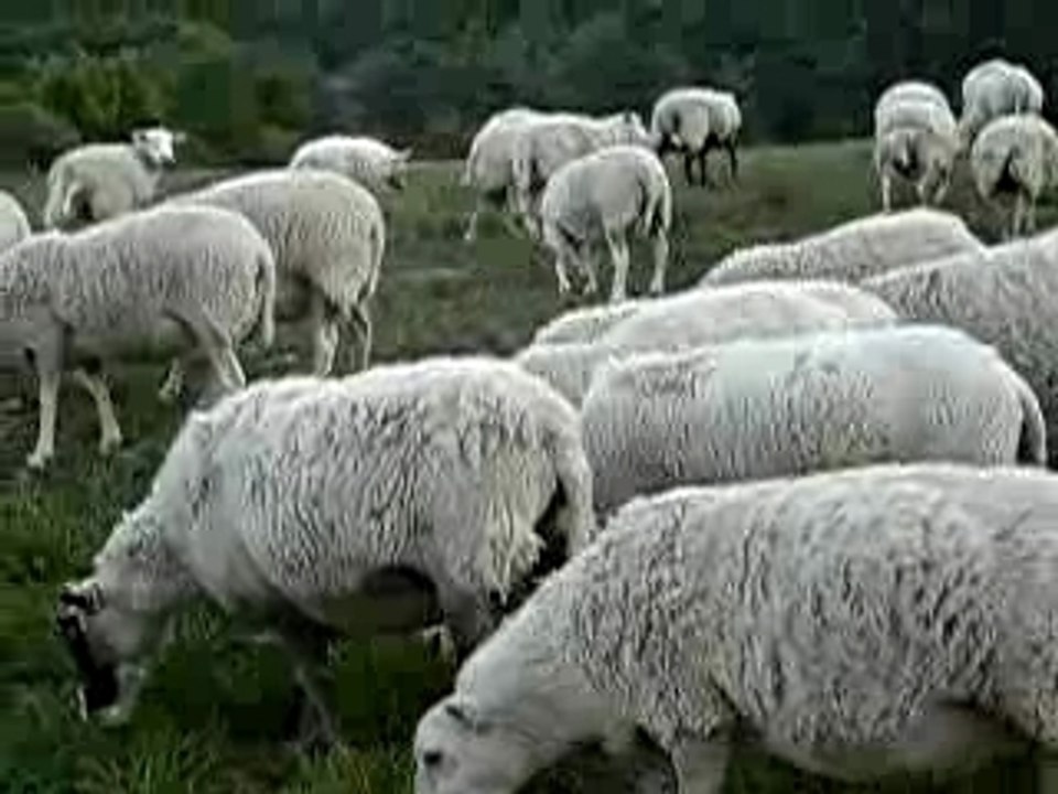Brebis à Lemps, Drôme Provençale