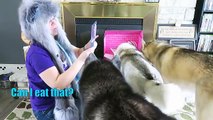 HUSKIES GET JERKY TREATS | PUPJOY Unboxing