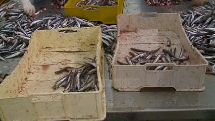 Subvencione për peshkimin - Top Channel Albania - News - Lajme