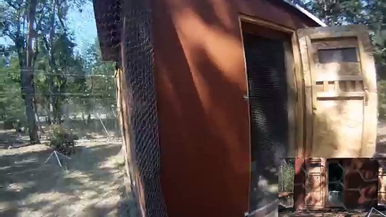 Pheasant & Chukar Release