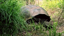 The Galapagos Giant Tortoises | Wild Animals - Planet Doc Full Documentaries