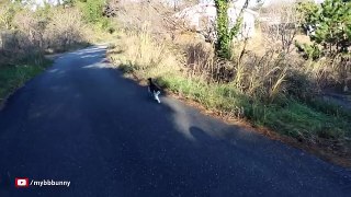 The Cat That Wont Stop Meowing, on Japans Cat Island