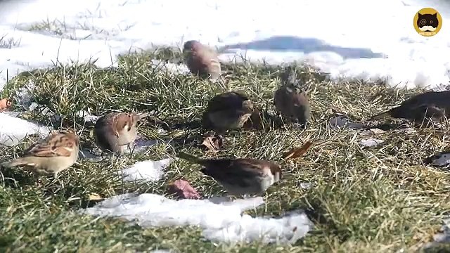 ENTERTAINMENT VIDEO FOR CATS. Winter Birds #3. Mourning Doves, House Finch, Sparrows, Cardinals.