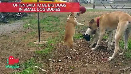 BREED BREAKDOWN: CORGIS