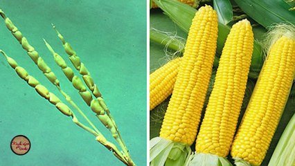 Kush vjen per dreke/ Si kane qene frutat dhe perimet shekuj me pare (26.01.2018)