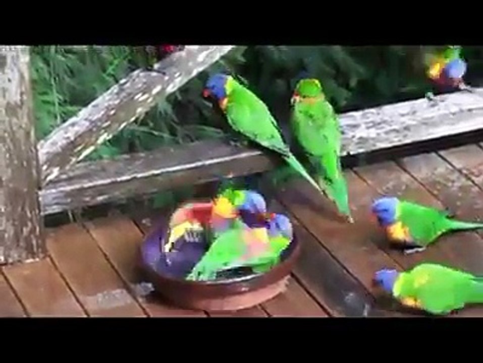 Amazing parrots bathe and play in the water