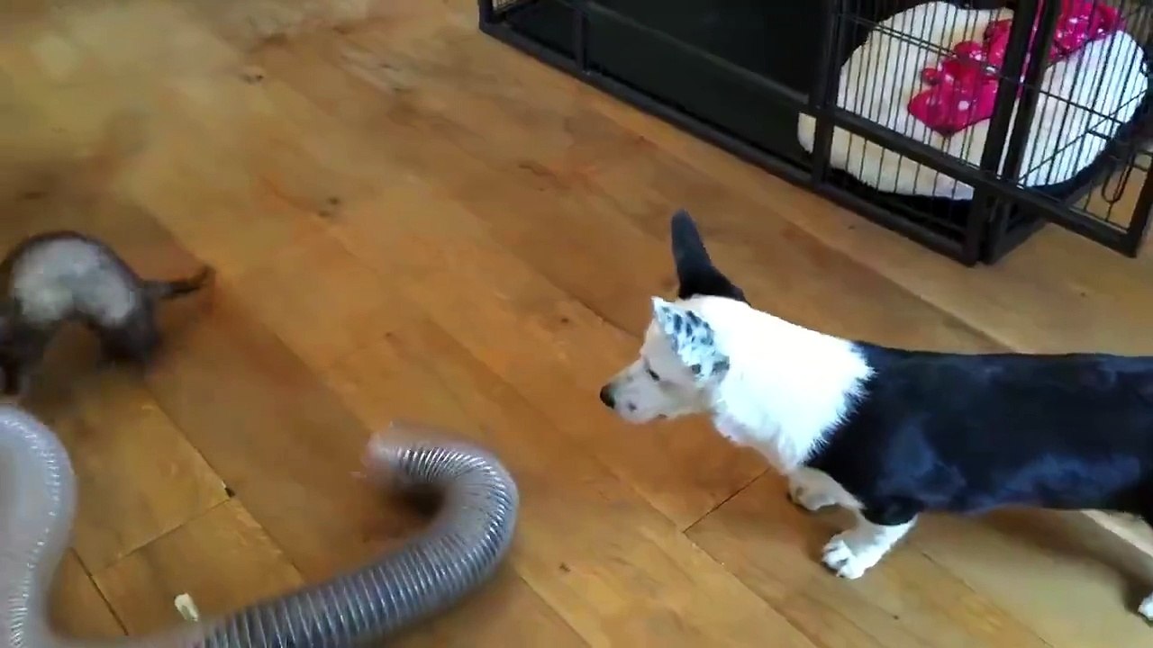 A funny dog playing with squirrels