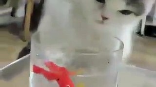 Amazing cat trying to catch fish from the cup