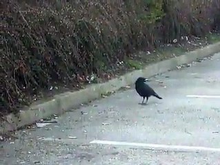 Crow hunts mouse trying to steal food