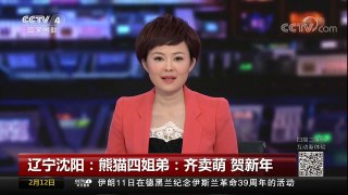 [中国新闻]辽宁沈阳：熊猫四姐弟：齐卖萌 贺新年 | CCTV中文国际