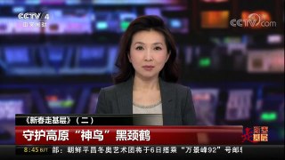 [中国新闻]《新春走基层》（二）守护高原“神鸟”黑颈鹤 | CCTV中文国际
