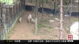 [中国新闻]云南：罕见六胞胎六胞胎小白虎首次与游客见面 | CCTV中文国际