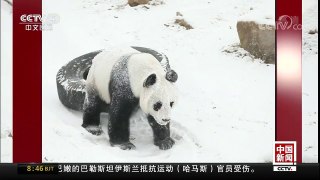 [中国新闻]辽宁沈阳：大熊猫雪地撒欢 萌态十足 | CCTV中文国际