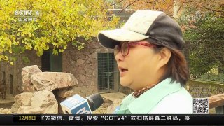 [中国新闻]上海动物园：豚鹿家族新添三萌娃 | CCTV中文国际