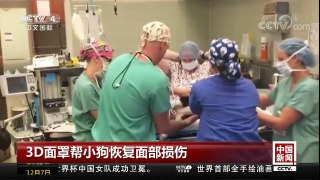 [中国新闻]3D面罩帮小狗恢复面部损伤 | CCTV中文国际