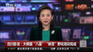 [中国新闻]四川卧龙：大熊猫“八喜”“映雪”野化培训完成 | CCTV-4