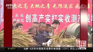 [中国新闻]1149公斤！中国超级杂交稻亩产创纪录 | CCTV-4