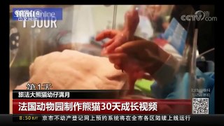 [中国新闻]旅法大熊猫幼仔满月 | CCTV-4