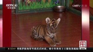 [中国新闻]浙江：杭州野生动物世界华南虎萌宝亮相 | CCTV-4
