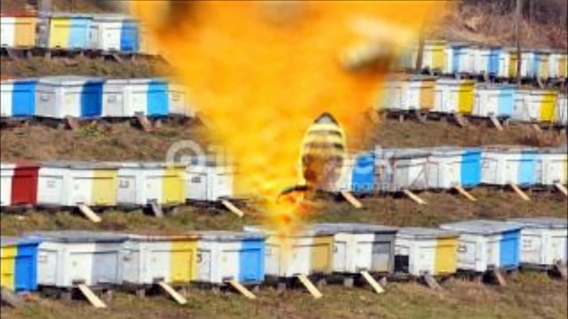 Charleston Bees and Honey - (843) 573-0810