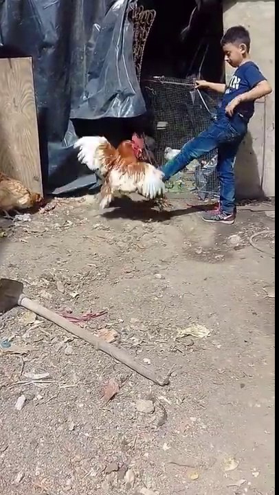 Child vs Rooster