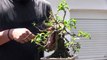 Buganvilla bonsai - alambrado