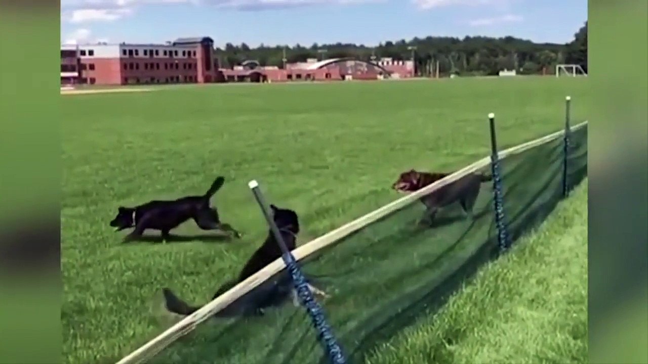 Funniest Animal Compilation 2018