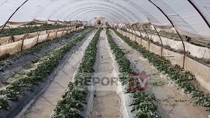 Report TV - Fier,fermerët:100 ha luleshtrydhe të përmbytura, ska ardhur asnjeri