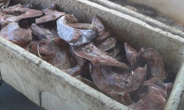 Kuliner Unik, Rahang Tuna Bakar Khas Manado