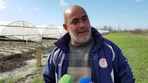 Vjosa shkatërroi të mbjellat; Fermerët e luleshtrydheve - Top Channel Albania - News - Lajme