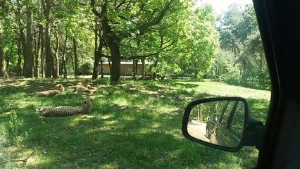 Des touristes français sortent de leur voiture pendant un safari parc (Pays-Bas)