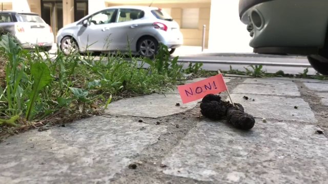 Paris : dans le 16e arrondissement, ils signalent les crottes de chien pour souligner les incivilités