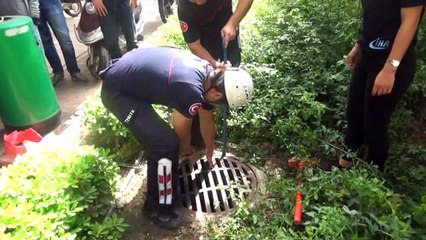 Antalya’da hastanede kedi kurtarma seferberliği