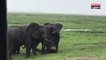 Des touristes filment l'accouchement d'une éléphante, le troupeau vient célébrer la naissance (Vidéo)